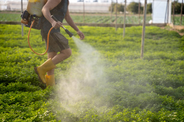 Best Ant Control Services  in Blue Ridge, AL