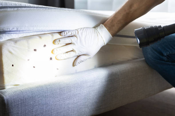 Best Emergency Pest Control  in Blue Ridge, AL