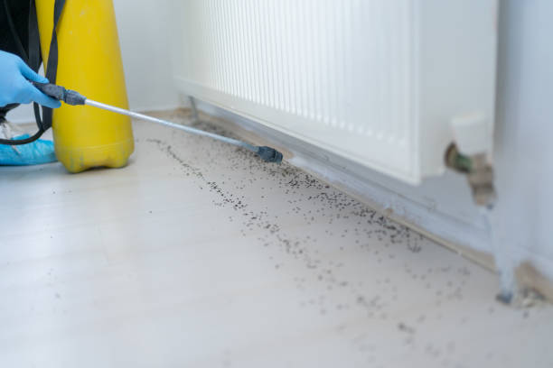 Best Flea Control Services  in Blue Ridge, AL