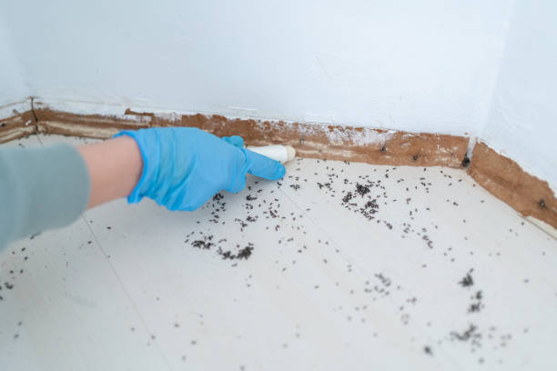 Best Flea Control Services  in Blue Ridge, AL